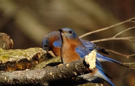 Lost Birds of Istanbul: A Captivating Tapestry of Urban Solitude and the Fragility of Nature