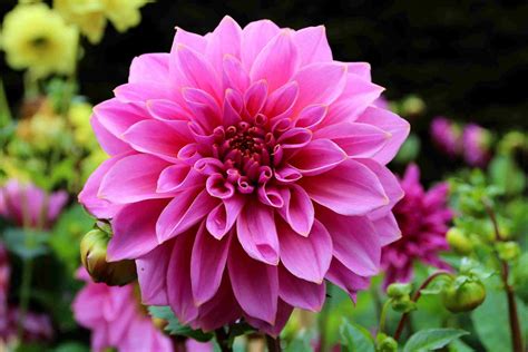 Discovering the Depths of Ethiopian Soil: A Journey Through Demystifying Dahlias